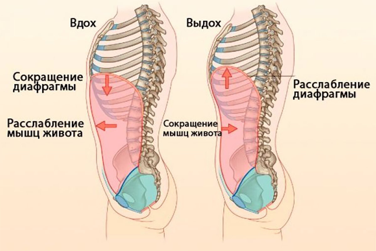 Участие прямой мышцы живота в форсированном выдохе