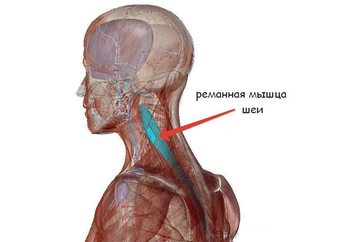 Анатомия ременной мышцы шеи