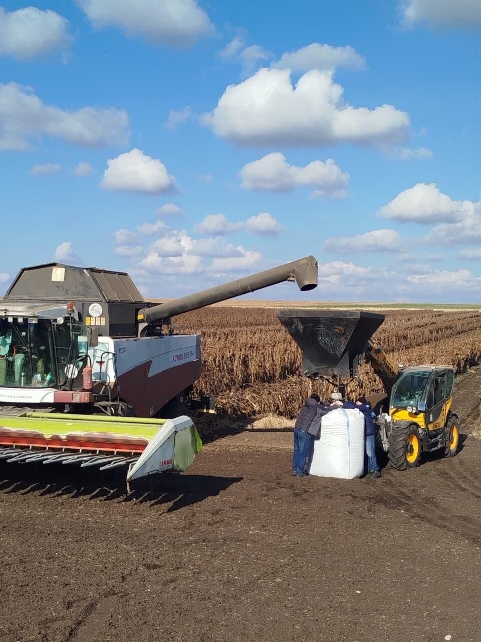 <p>Уборка гибрида Солнцепёк, КФХ «Берёзка», 2025 год</p>