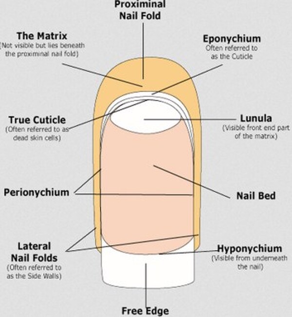 Eponychium VS Cuticle. Blog records