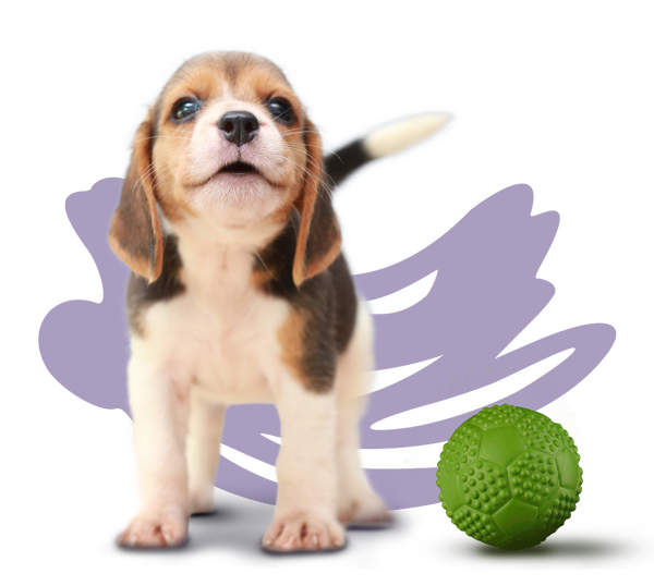 Запись МК как избежать ошибок в воспитании щенка