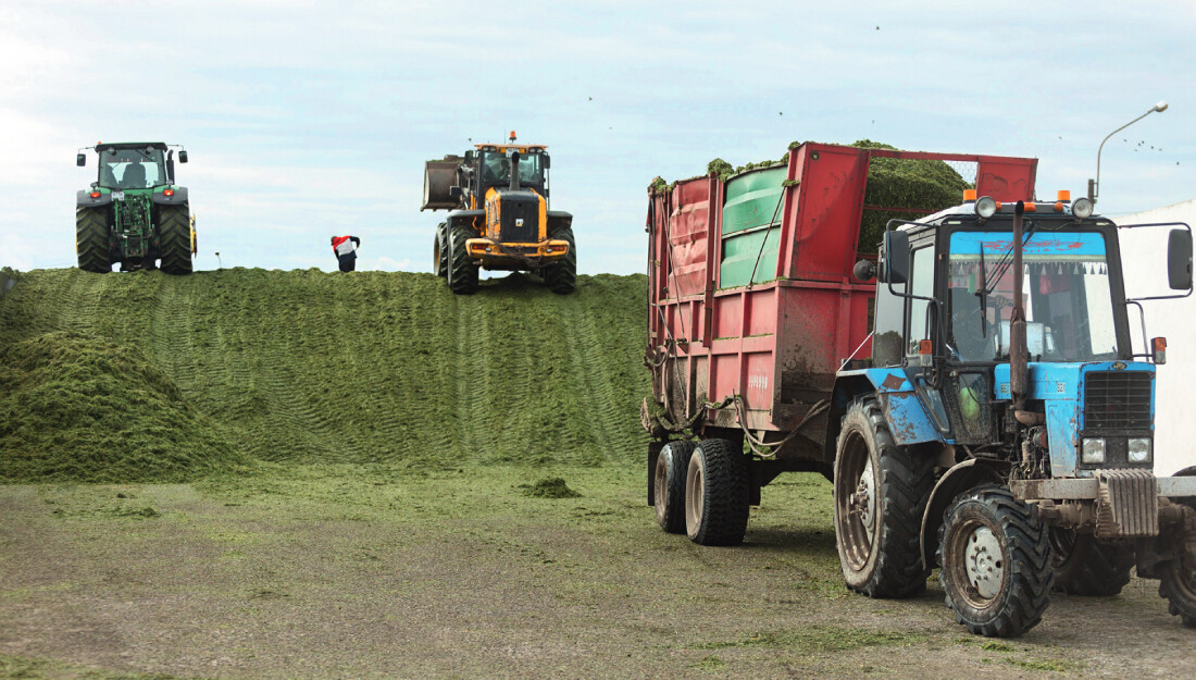 <p>
		<strong>Заготовка силоса</strong>	</p>