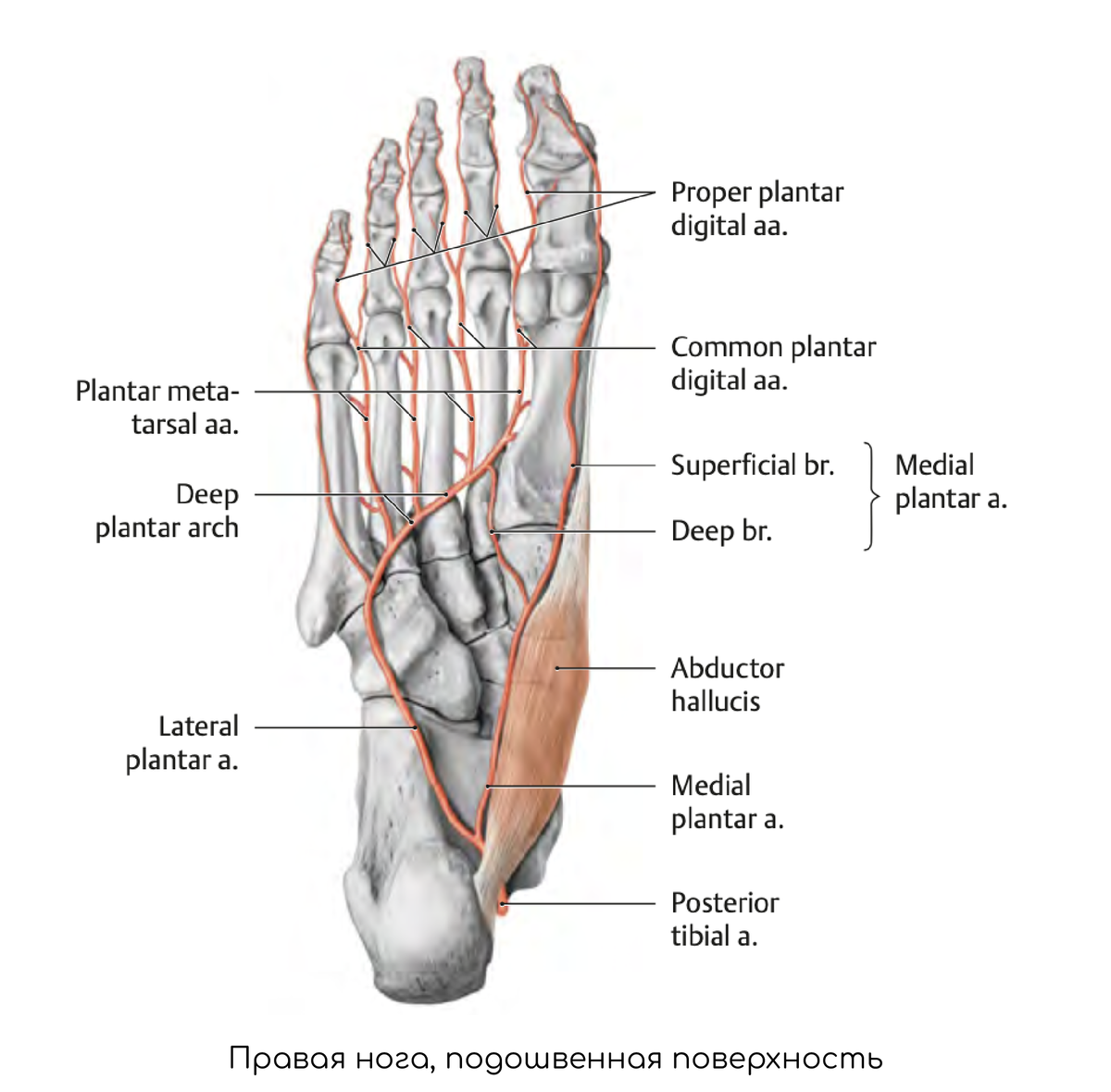 Артерии на стопе пульс. Тыльная венозная сеть кисти. Os metatarsale 1.