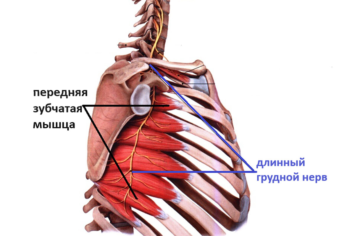 Анатомия длинного грудного нерва