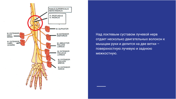 Нейропатия лучевого нерва фото