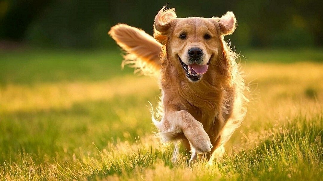 <p>Пёсель. Почувстуйте прилив любви к жизни.</p>