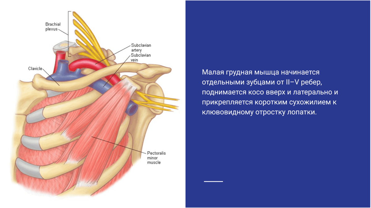 Малая грудная мышца картинка