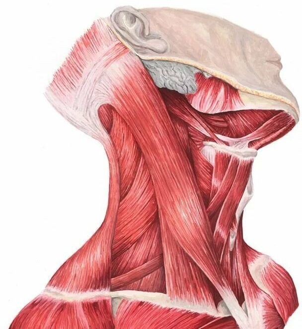 Мышцы шеи анатомия Синельников