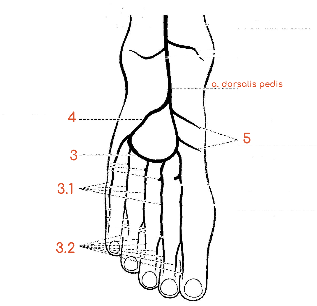 Головка 1 плюсневой кости. Артерия дорсалис педис. Проекция тыльной артерии стопы. Артерия дорсалис педис проекция. Артерии стопы схема.