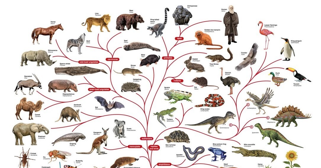 Современные растения и животные. Эволюционное дерево жизни Чарльза Дарвина. Филогенетическое Древо позвоночных. Филогенетическое Древо млекопитающих. Эволюционное Древо Дарвина.