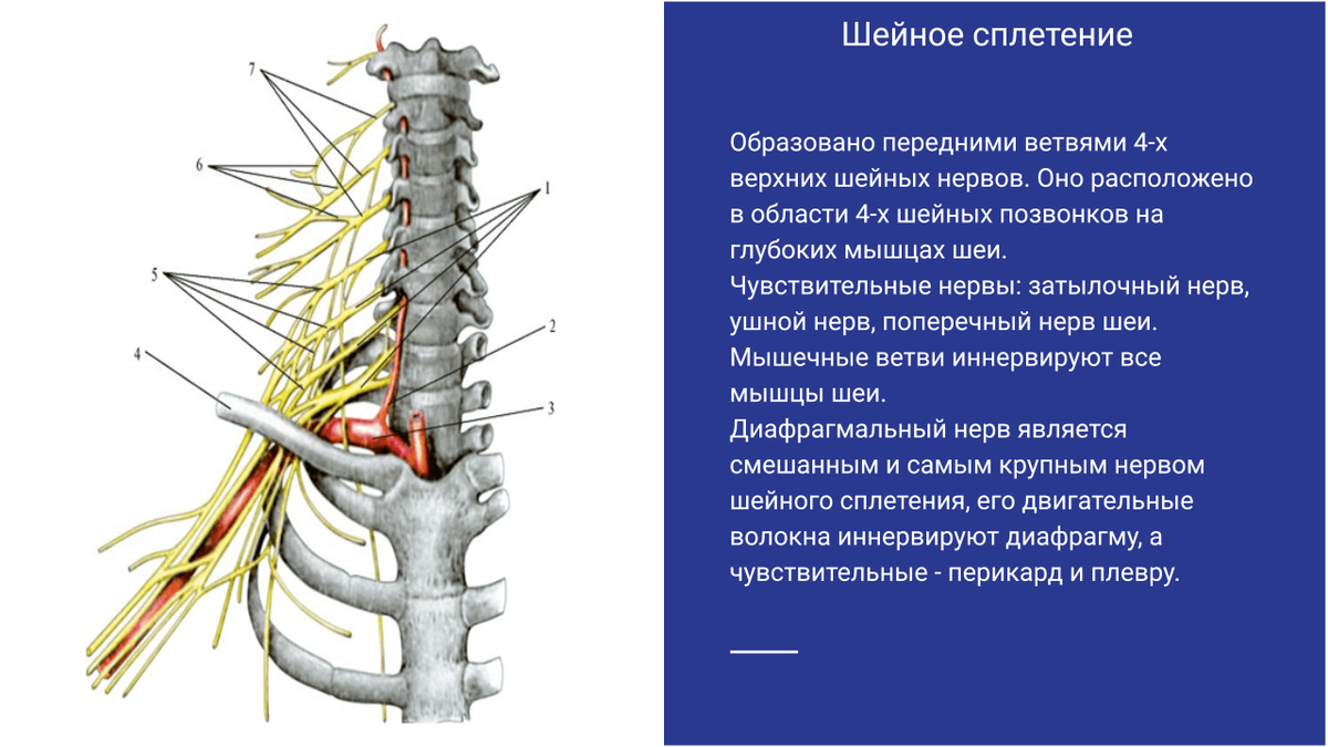 Нервные сплетения