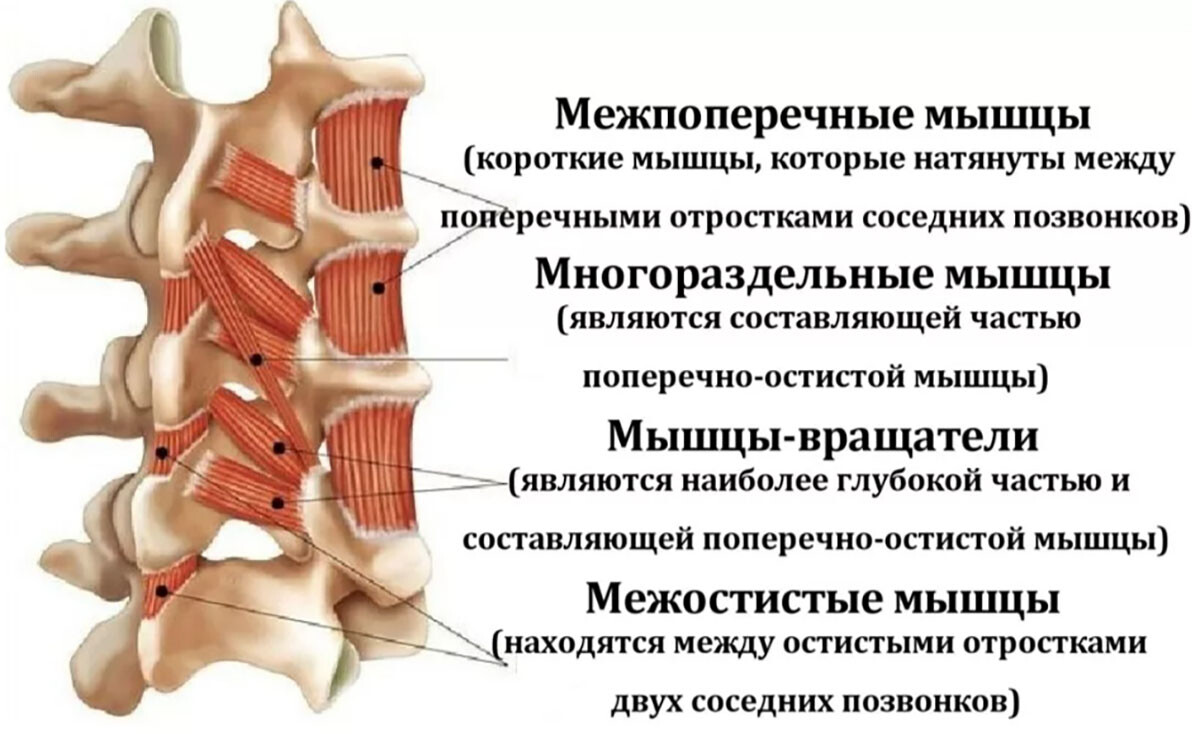 Расположение паравертебральных мышц