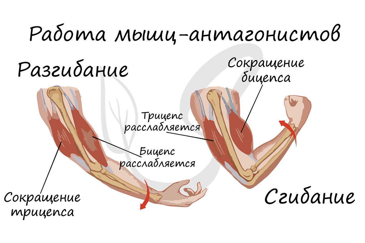 Работа мышц антагонистов бицепс и трицепс плеча