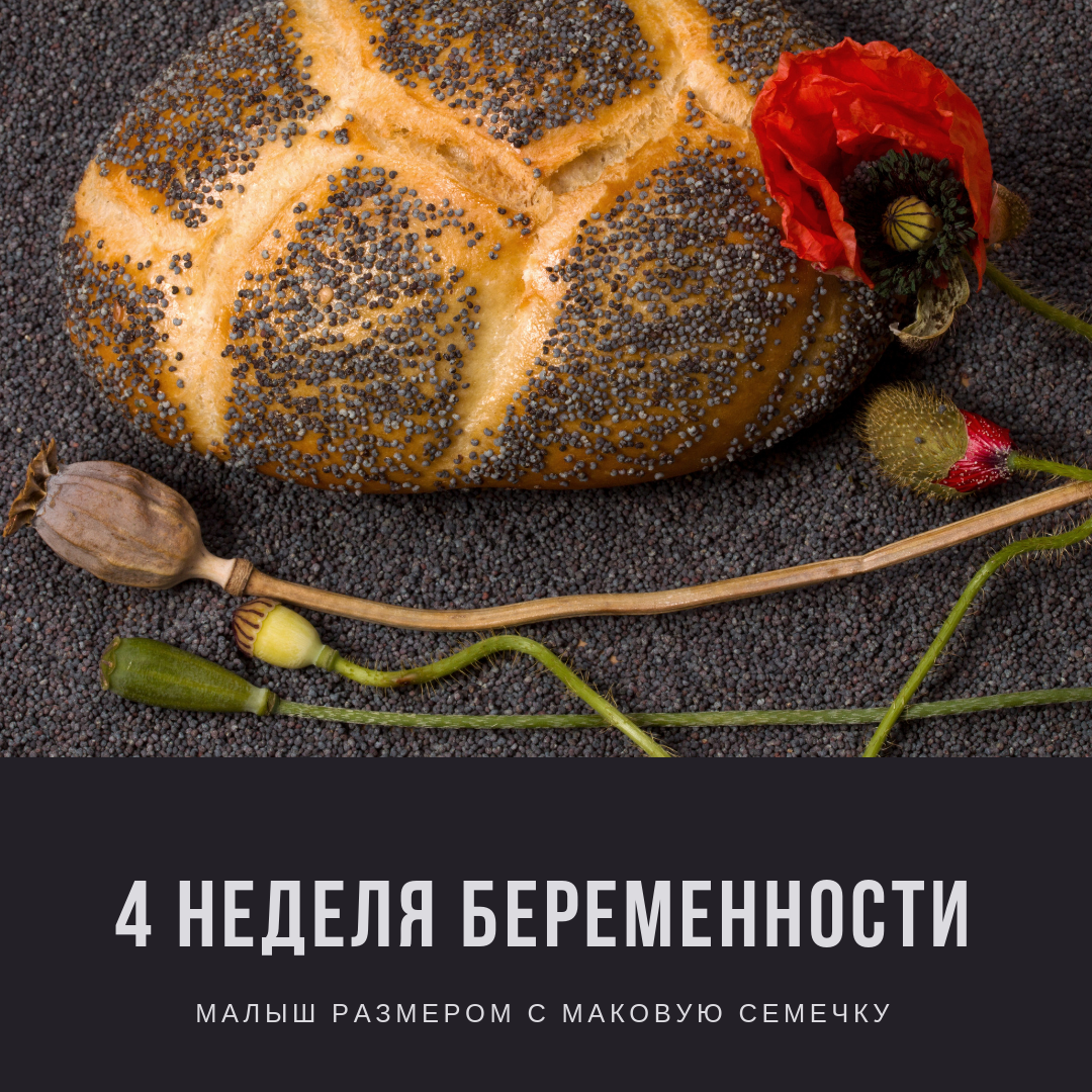 4 неделя беременности