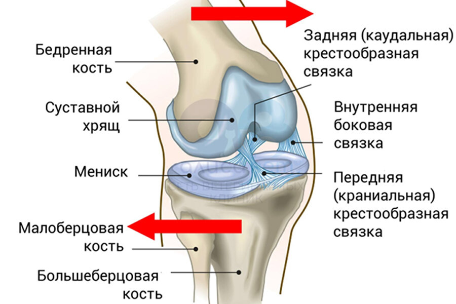 осевая нагрузка на коленный сустав это | Дзен