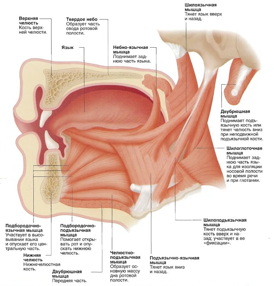 Где Находится Подъязычная Кость У Человека Фото
