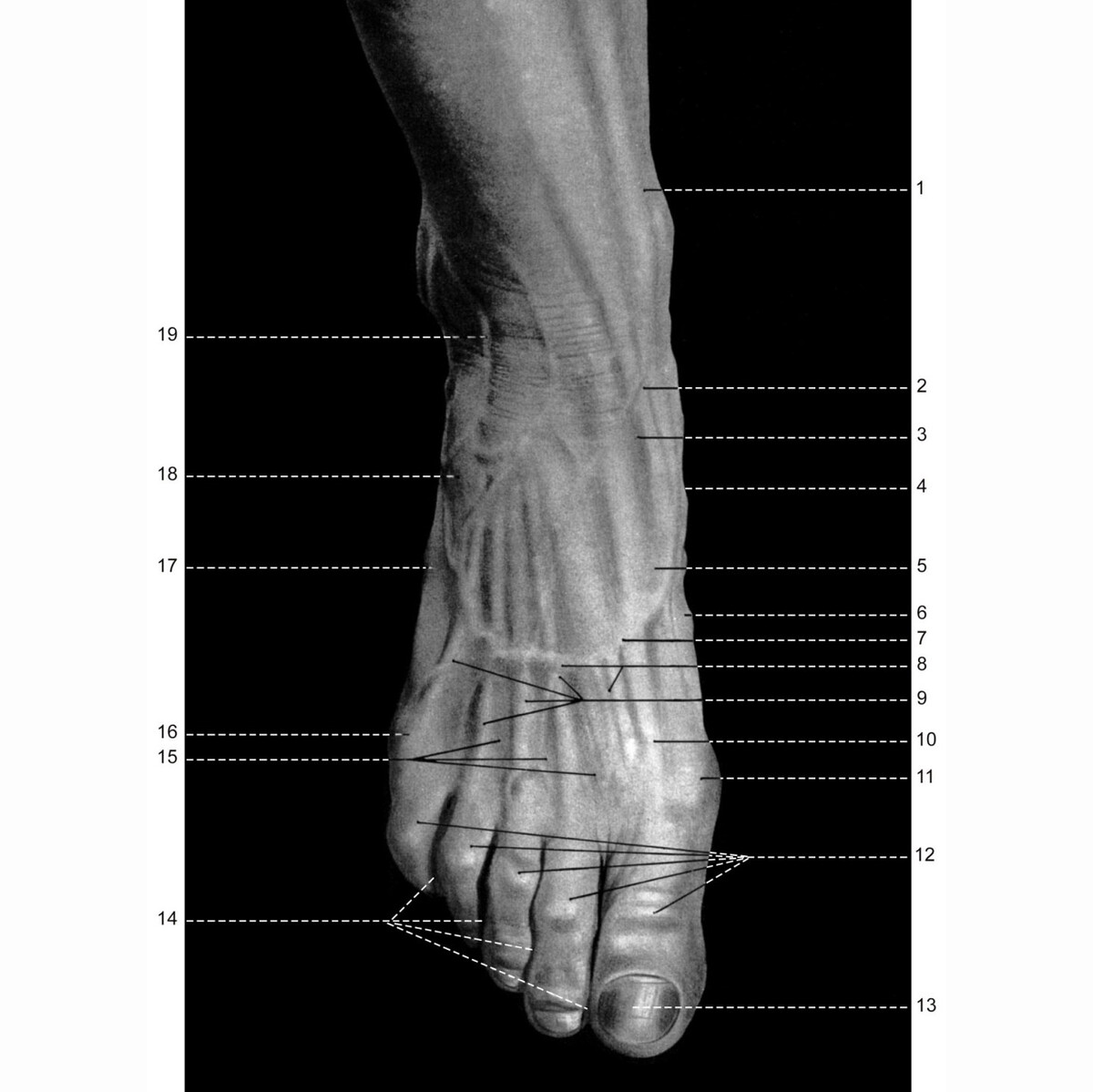 Визуальная анатомия стопы и лодыжки, тыльная сторона