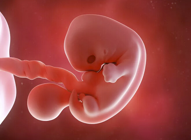 Как выглядит эмбрион в 4 недели 