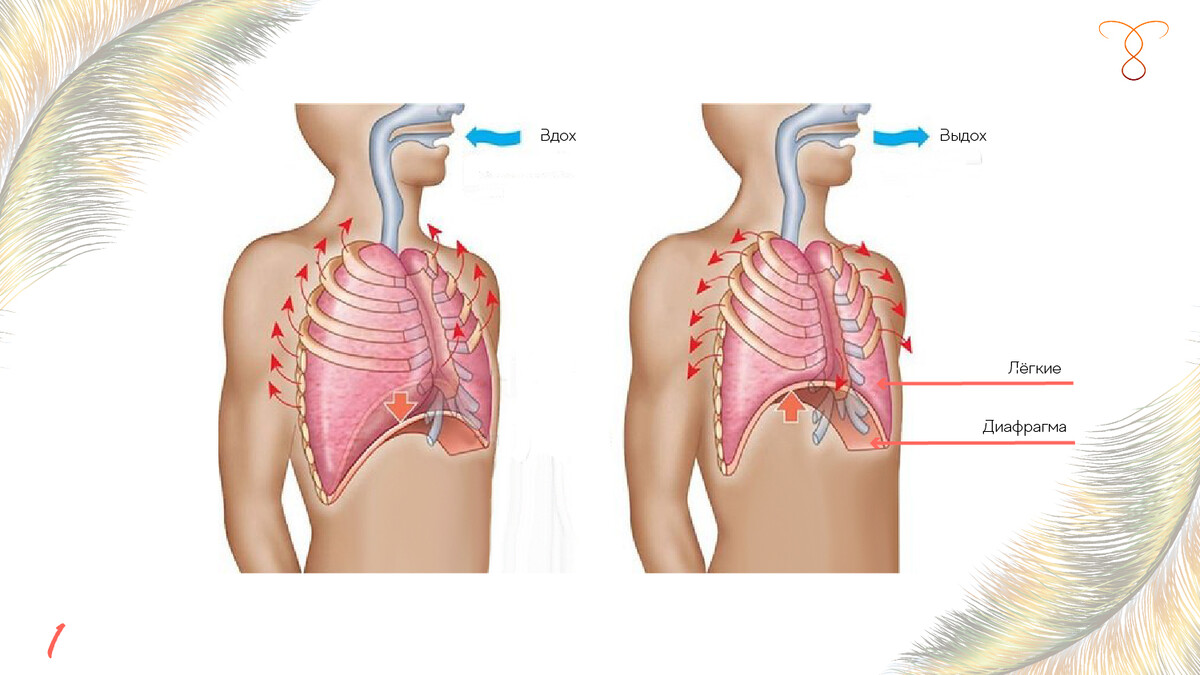 Процесс дыхания фото