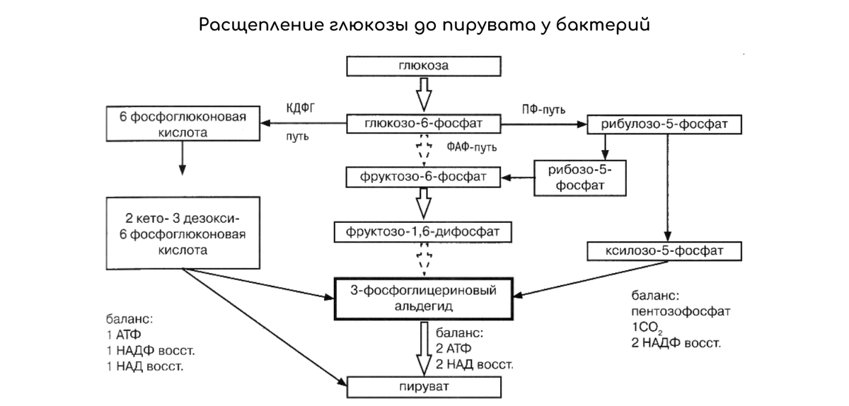 Процесс разложения глюкозы